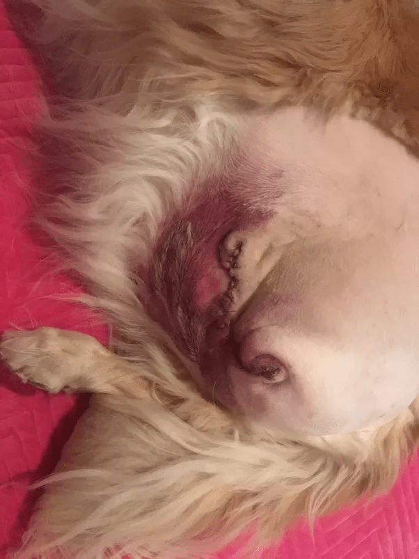 Why do people put old pets like dogs, cats and horses to