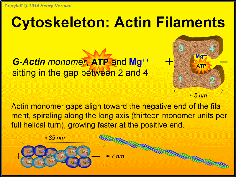 Bagaimana mikrotubulus berbeda dengan mikrofilamen dan filamen menengah? -  Quora