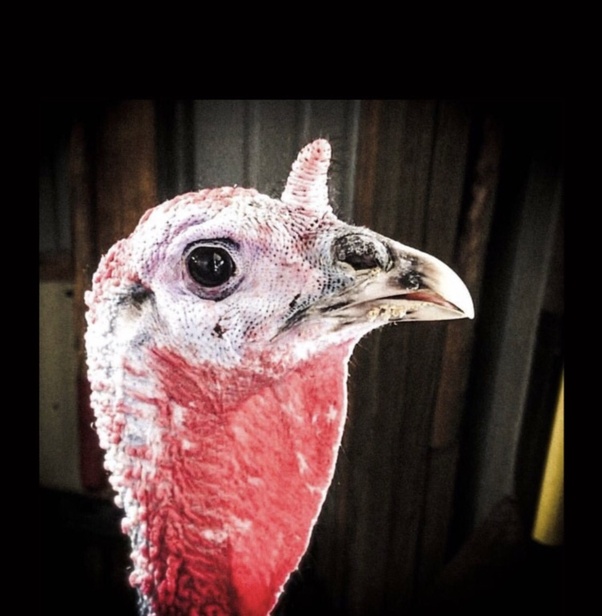 What is the red thing on a turkey’s neck called ? Quora