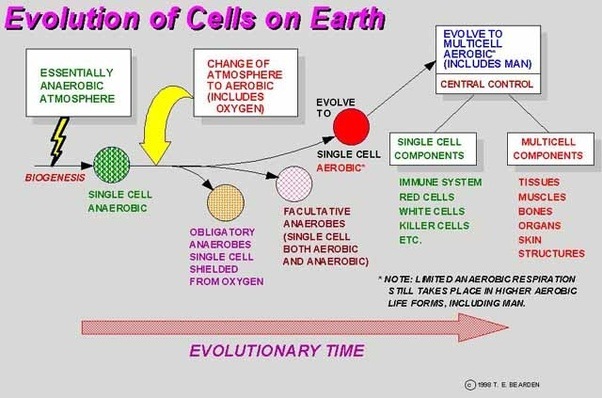 How does the human body grow from a biological point of view? Quora