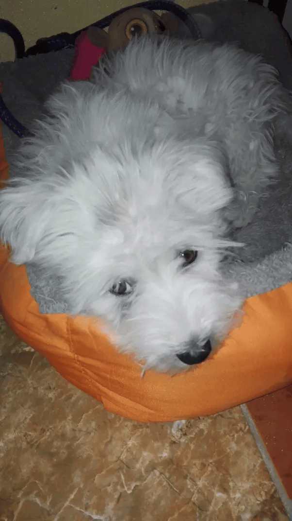 At what age do puppies stop biting? Quora