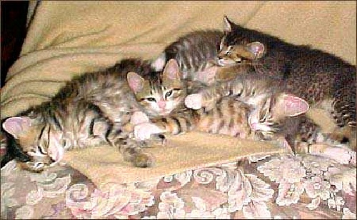 Is it normal if my kitten sleeps for 5 hours straight? Quora