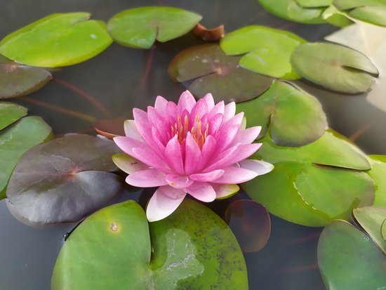 Apakah tumbuhan teratai dan seroja merupakan jenis tumbuhan yang sama atau  berbeda? - Quora