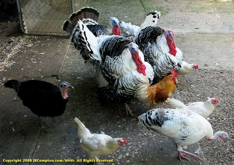 Apa perbedaan antara kalkun dan ayam? - Quora