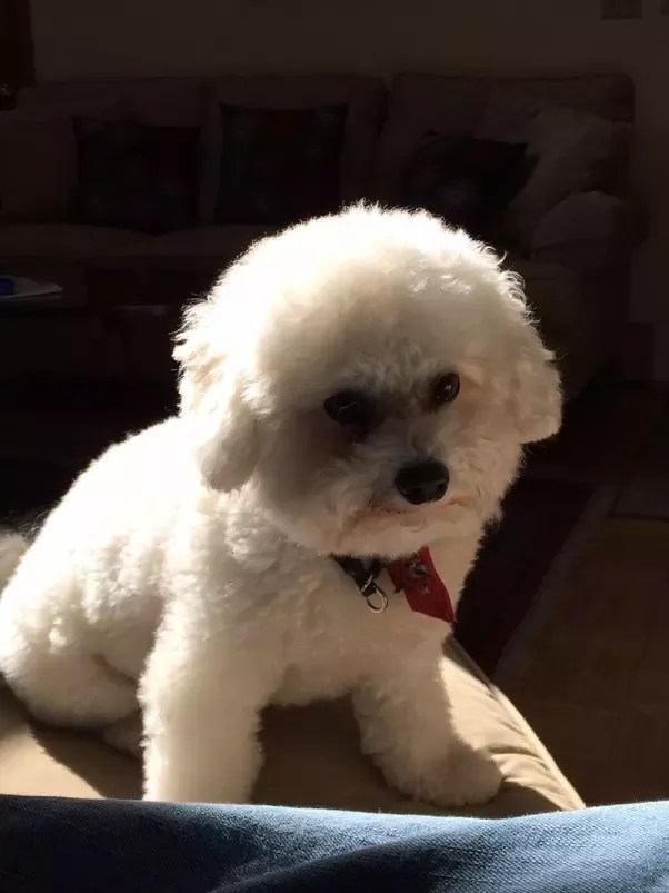 How Much Should A Bichon Frise Puppy Cost? - Quora