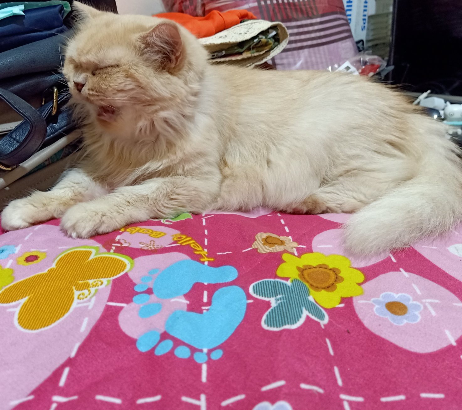 Bagaimana cara merawat kucing? - Quora