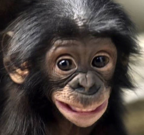Why did humans evolve to look so different from each other amongst our