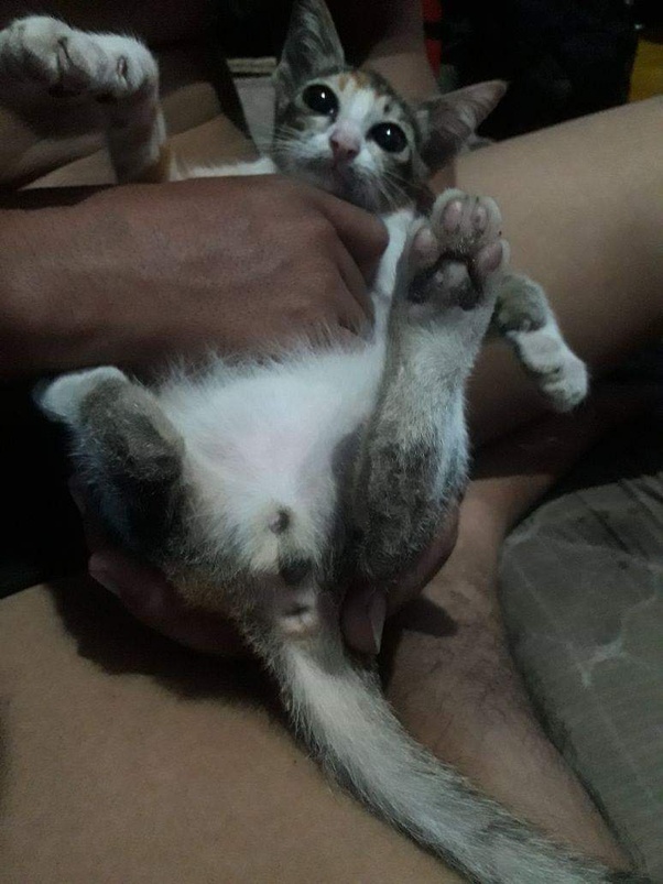 Permainan Kucing Bisa Bicara gambargratisgan