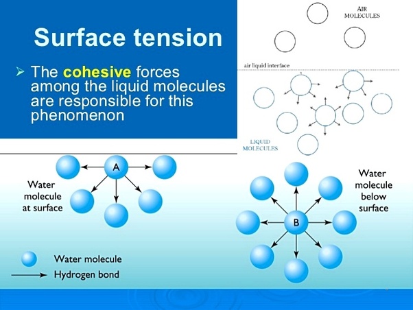 Why do insects float on water according to the concept of surface