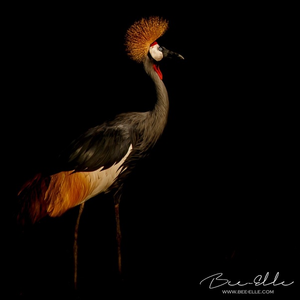 What is the bird on the Ugandan flag? Quora