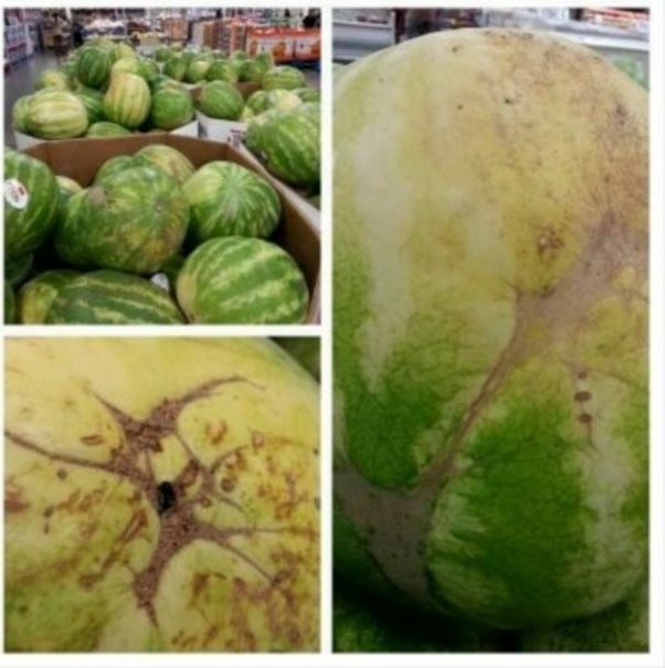 How to tell if a watermelon is ripe Quora