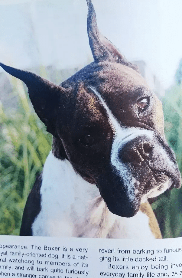 Why do some dogs get their ears cropped and tails docked? Quora