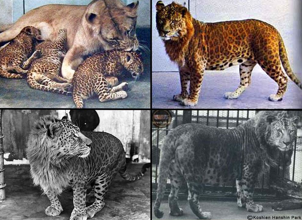 Seberapa besar leopon (hibrida singa-macan tutul)? Dan apakah itu lebih  kuat dari macan tutul? - Quora