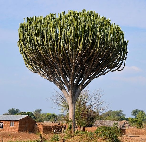 Are there cacti in Egypt? If so, which species are native to that