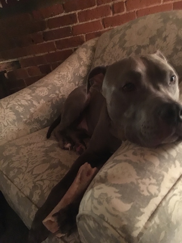 My dog tore up and ate my leather furniture, what type of furniture would be more resilient