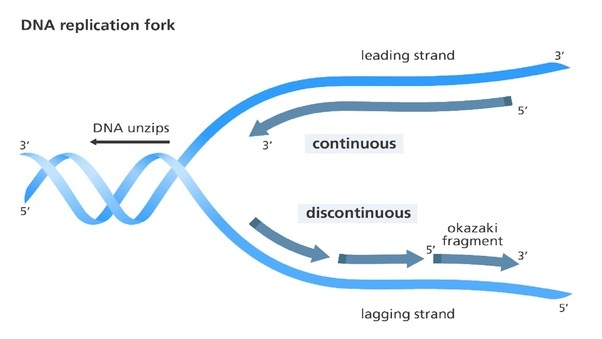 What is the difference between leading and lagging strands? Quora