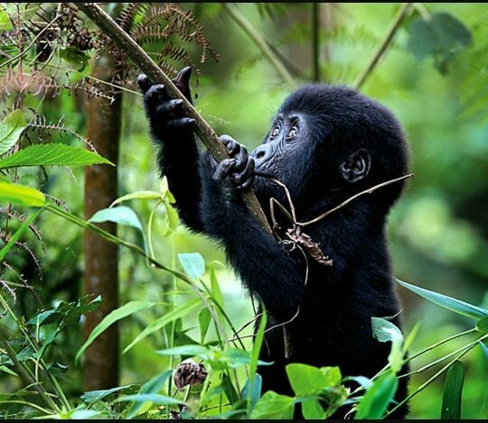 What is your preffered country for gorilla trackingUganda OR Rwanda
