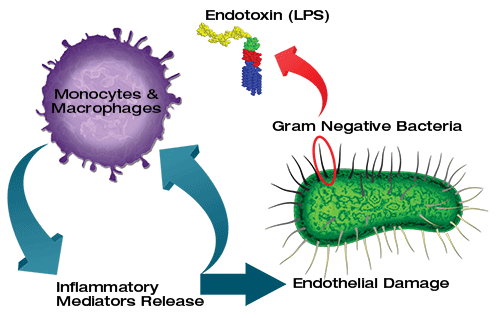 It is said that bacteria dies after being boiled in water. But what