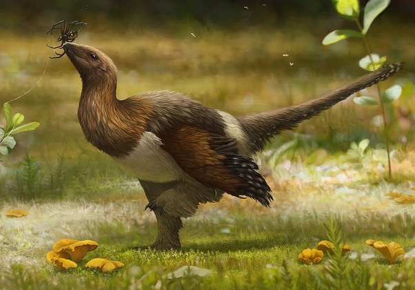 How did chickens evolve from dinosaurs if dinosaurs went extinct? Quora