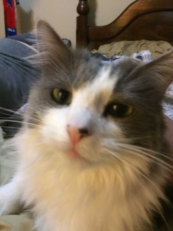 If a male cat is called a 'tom', then what is a female cat
