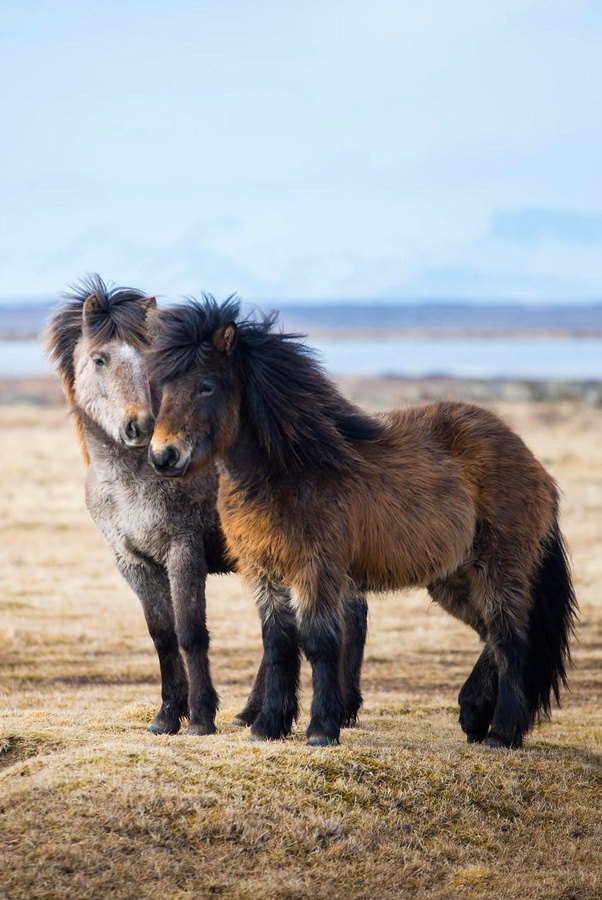 What breed of horse are the really fluffy kind? Quora