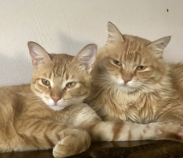 Ragdoll Mixed Maine Coon Munchkin Cat