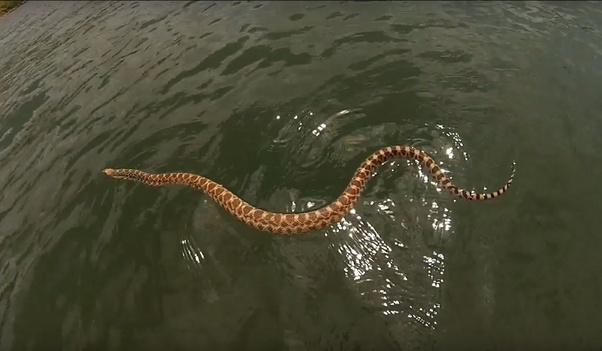 If you were in a pool and notice a 5 foot snake swimming towards you