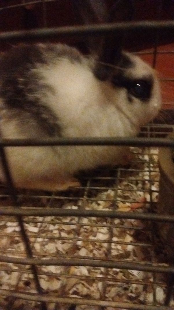 Why won't my rabbit play with toys I buy her, salt licks, etc? She is