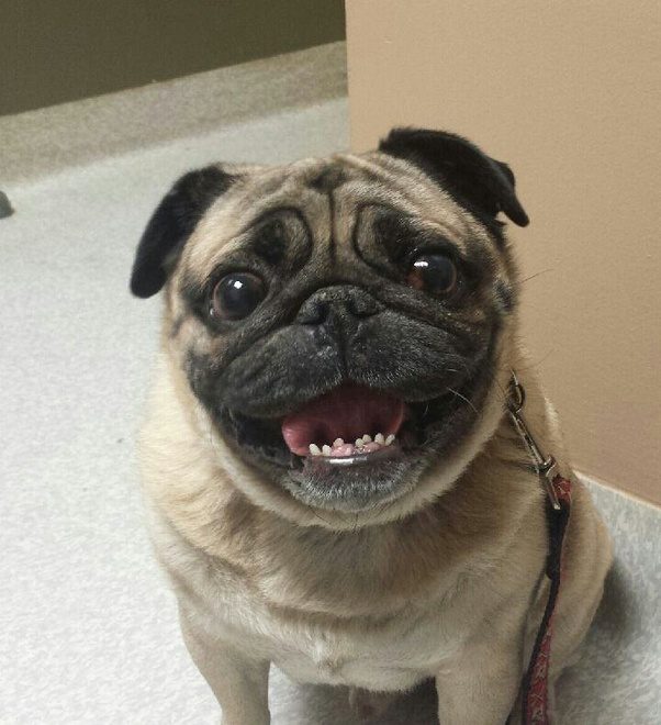 Why are pugs so cute? Quora
