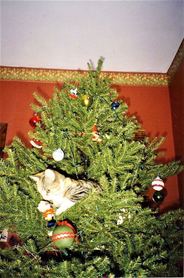 Why is my cat obsessed with my Christmas tree? Quora