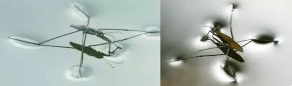 What are some reallife examples of surface tension? Quora