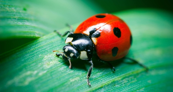 Why are male ladybugs called ladybugs? Quora