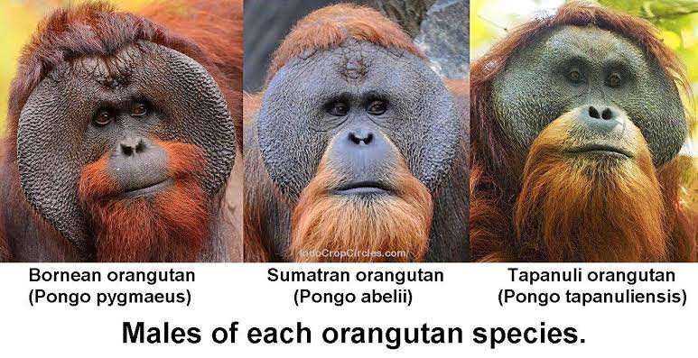 Apakah orang utan berasal dari Indonesia? - Quora