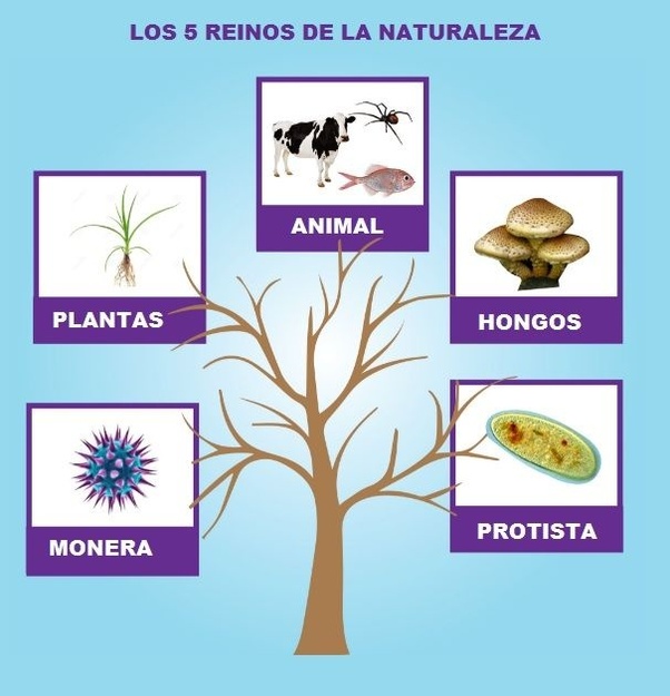 Si una planta está viva, ¿por qué los veganos comen