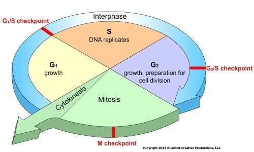 Where specifically does the cell cycle occur? Quora