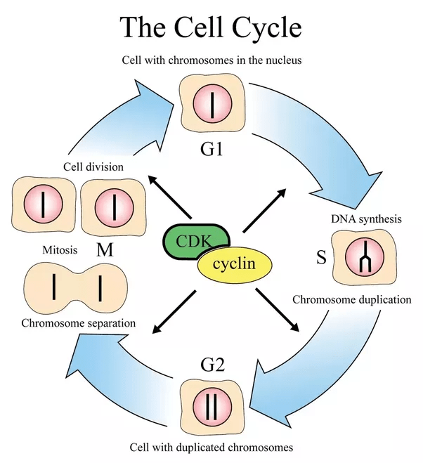 How does the cell cycle play a role in cancer? Quora