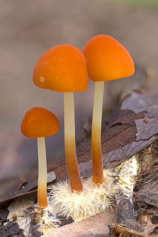 What is the difference between fungus and mold? Quora