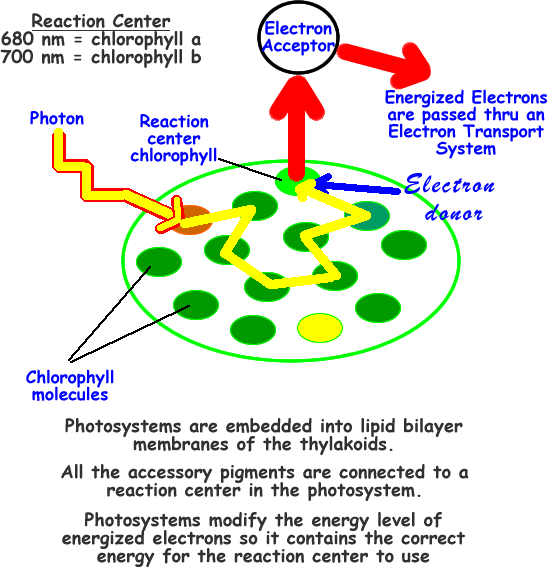 What is meant by the photoactivation of chlorophyll? Quora