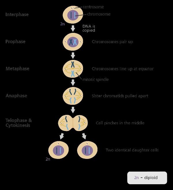 How do cells increase in numbers? Quora