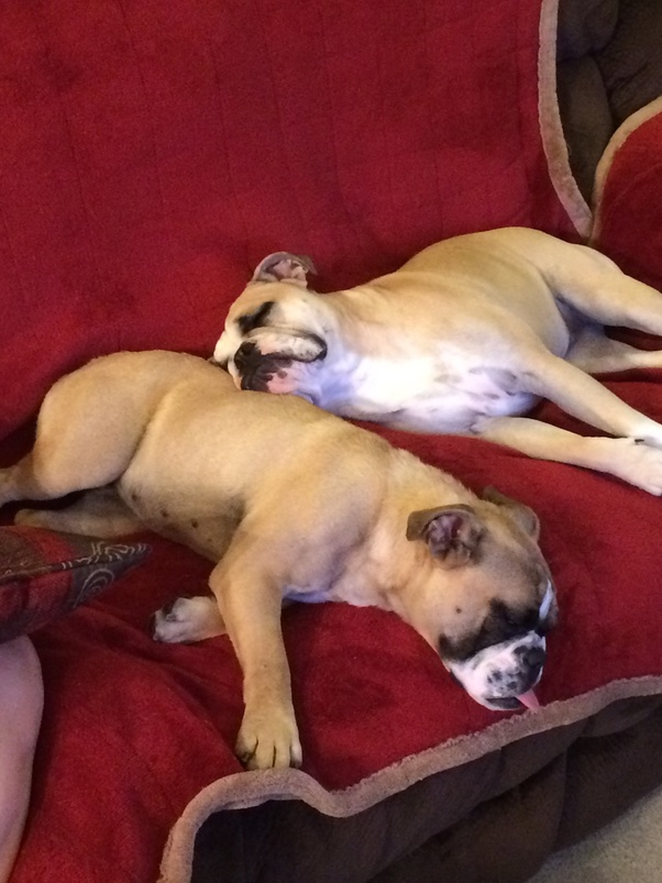 Why are dogs so ugly? Quora