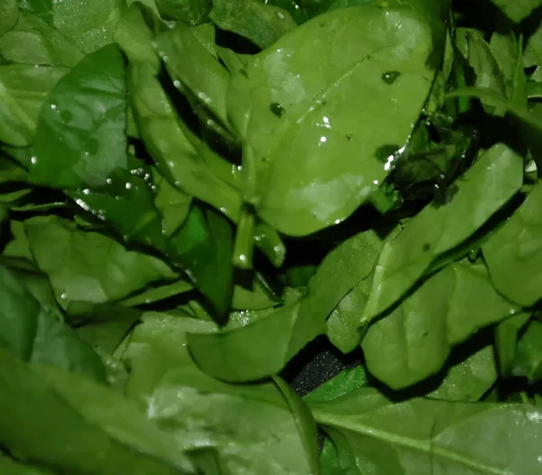 How to tell when spinach has gone bad Quora
