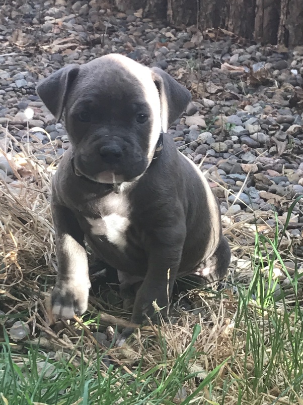 What is the temperament of razor edge gotti pitbulls? Quora