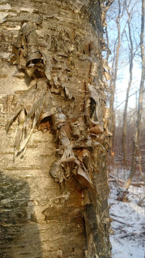 What does the birch tree represent? Quora
