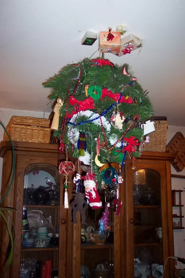 My dog pees on my Christmas tree. What can I do? Quora