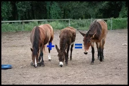 Apakah mungkin untuk membuat spesies yang berbeda kawin dan mendapatkan  hewan yang sama sekali berbeda? Juga, apakah ada kasusnya? - Quora