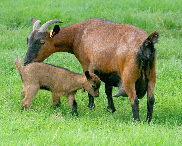 How much milk does an average goat produce a day? Quora