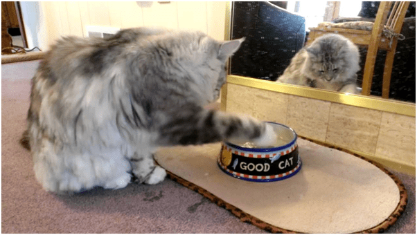 Why do my cats use their paw to bring water to drink to their mouth