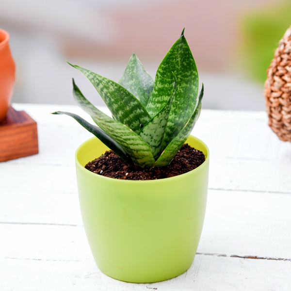 Which plants give 24 hour oxygen? Quora