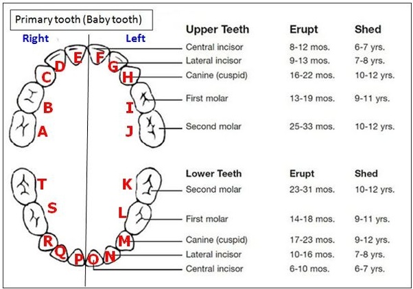 What is the common age baby teeth begin to fall out? Quora