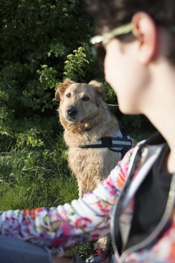 How traumatic is it for a dog to change owners? Quora